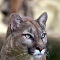 slides/IMG_8776.jpg wildlife, feline, big cat, cat, predator, fur, cougar, mountain, lion, puma, eye WBCW95 - Puma - Mountain Lion